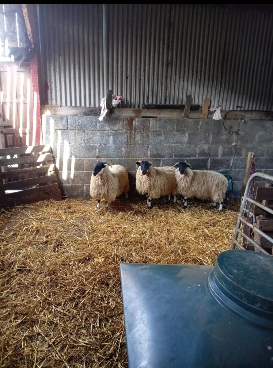 Ewe lambs - Image 3