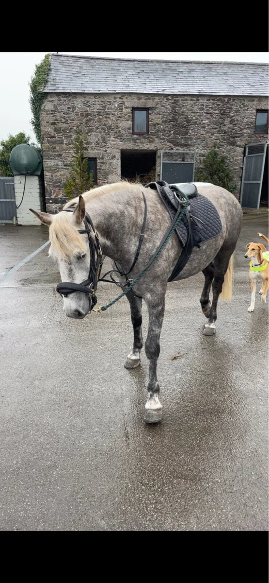 7yr old 14.2 gelding - Image 2