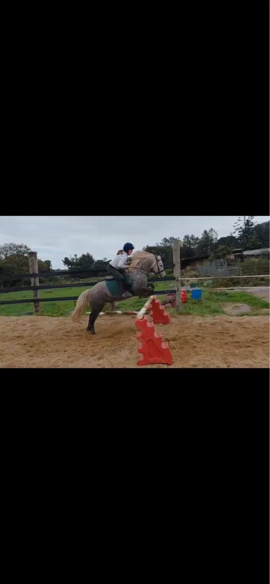7yr old 14.2 gelding - Image 1