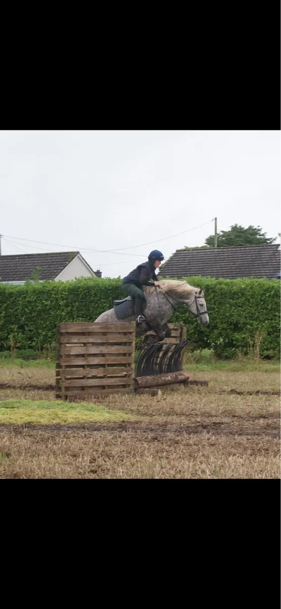 7yr old 14.2 gelding - Image 4