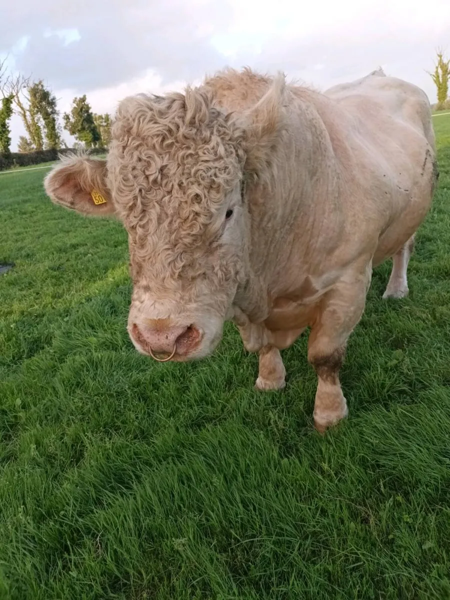 SUPER PBR Charolais Bull - Image 1