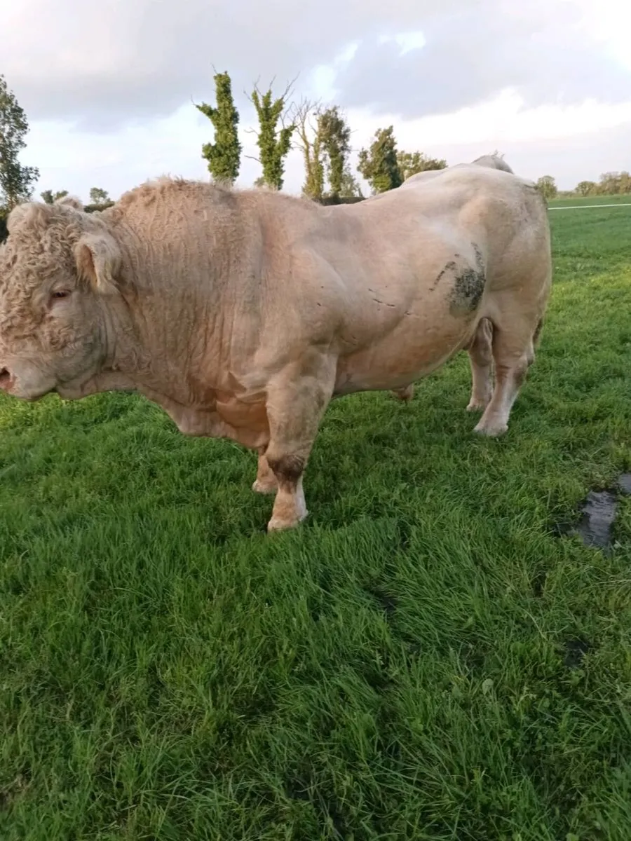 SUPER PBR Charolais Bull - Image 2