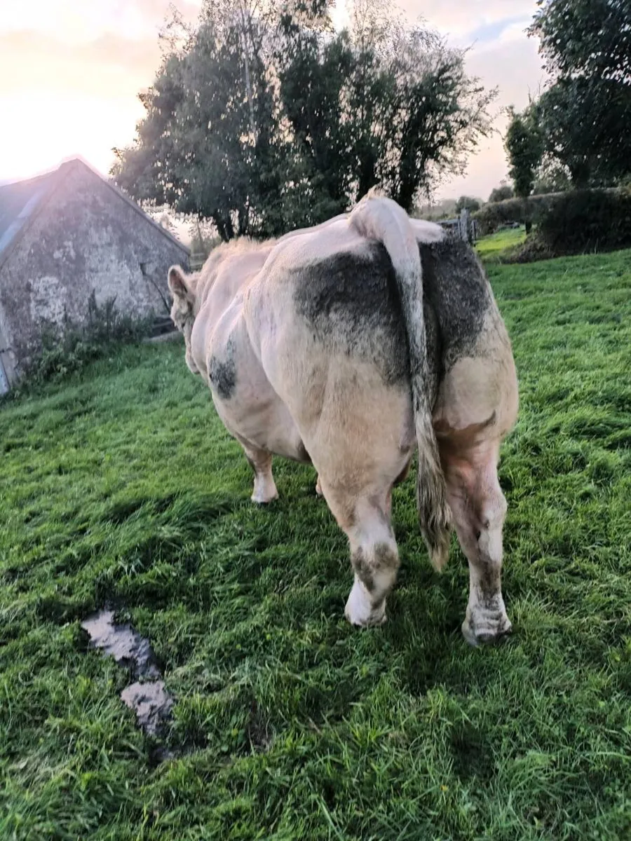 SUPER PBR Charolais Bull - Image 3