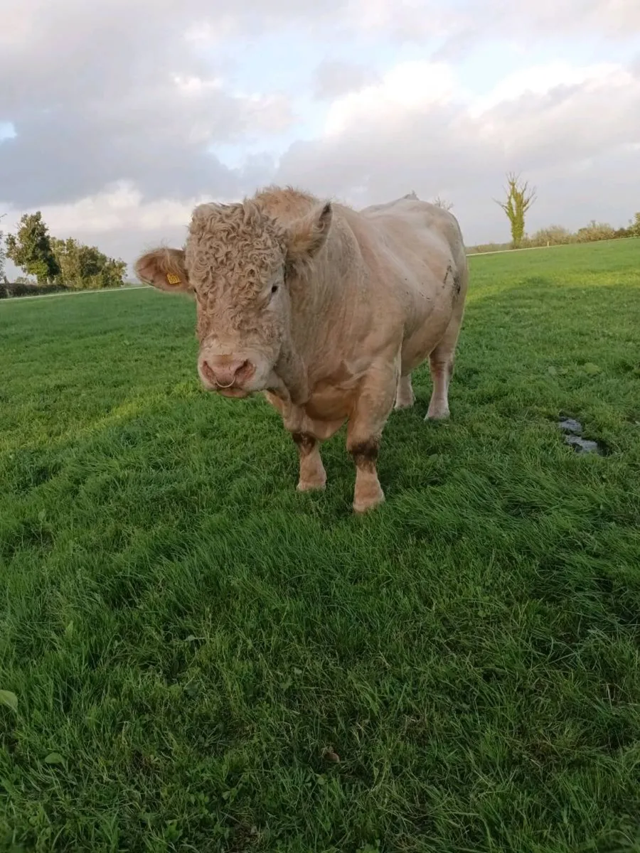 SUPER PBR Charolais Bull - Image 4