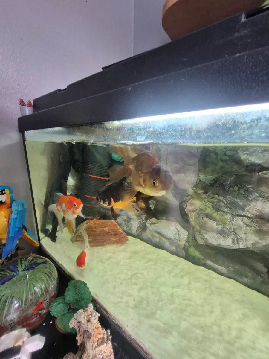 Fish tank/ Aquarium - Image 1
