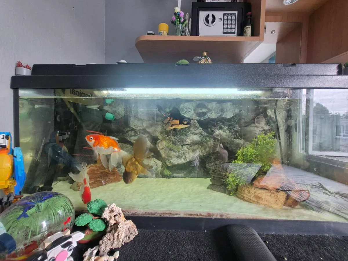 Fish tank/ Aquarium - Image 2