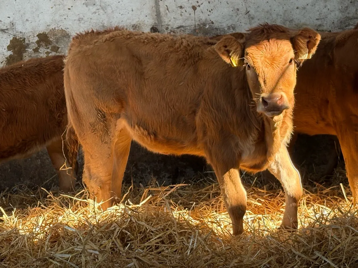 10 smashing red limousine heifers - Image 3
