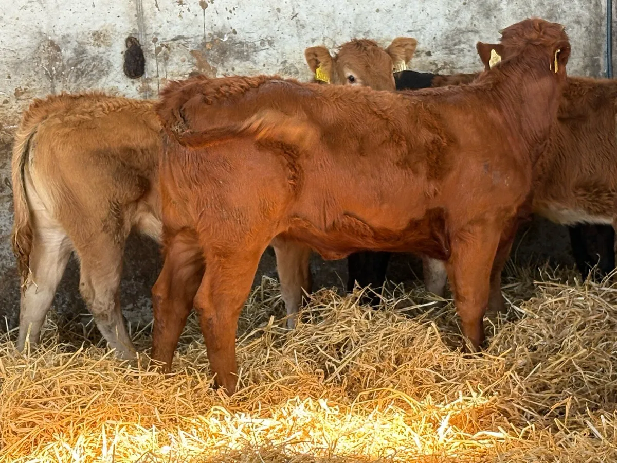 10 smashing red limousine heifers - Image 4