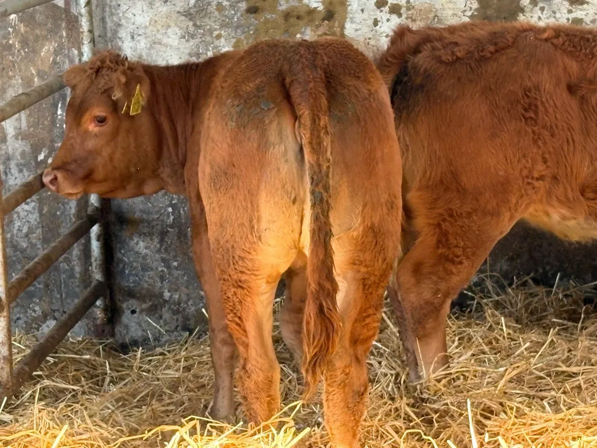 10 smashing red limousine heifers - Image 2