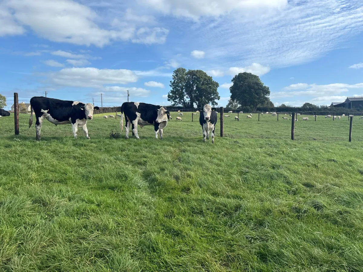 4 super Hereford store bullocks - Image 1