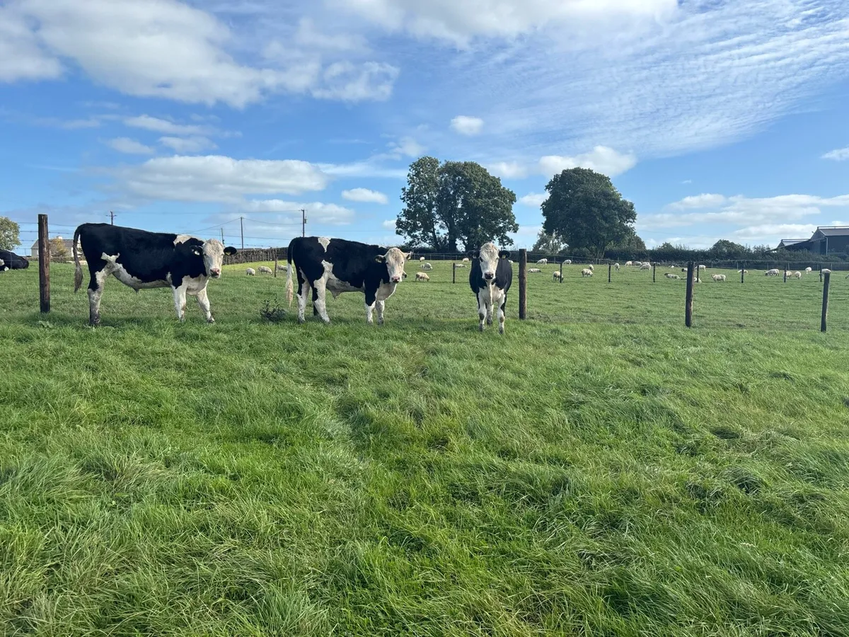4 super Hereford store bullocks - Image 3