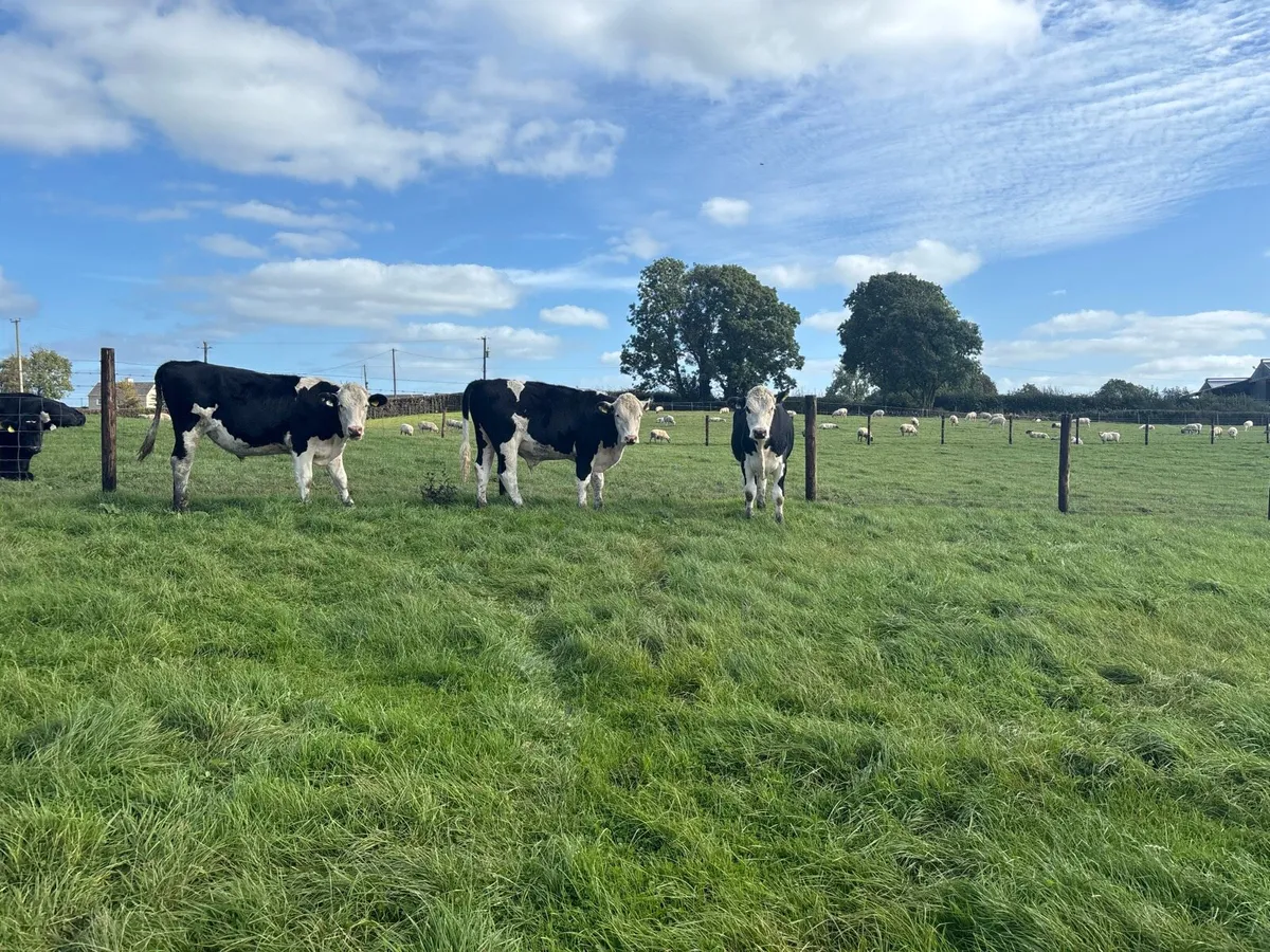 4 super Hereford store bullocks - Image 4
