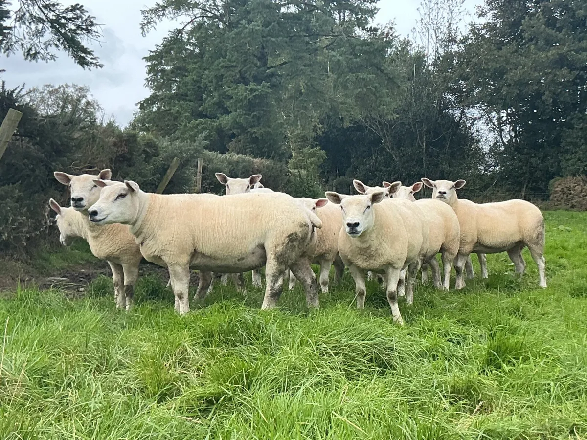 Texel  hoggets - Image 2