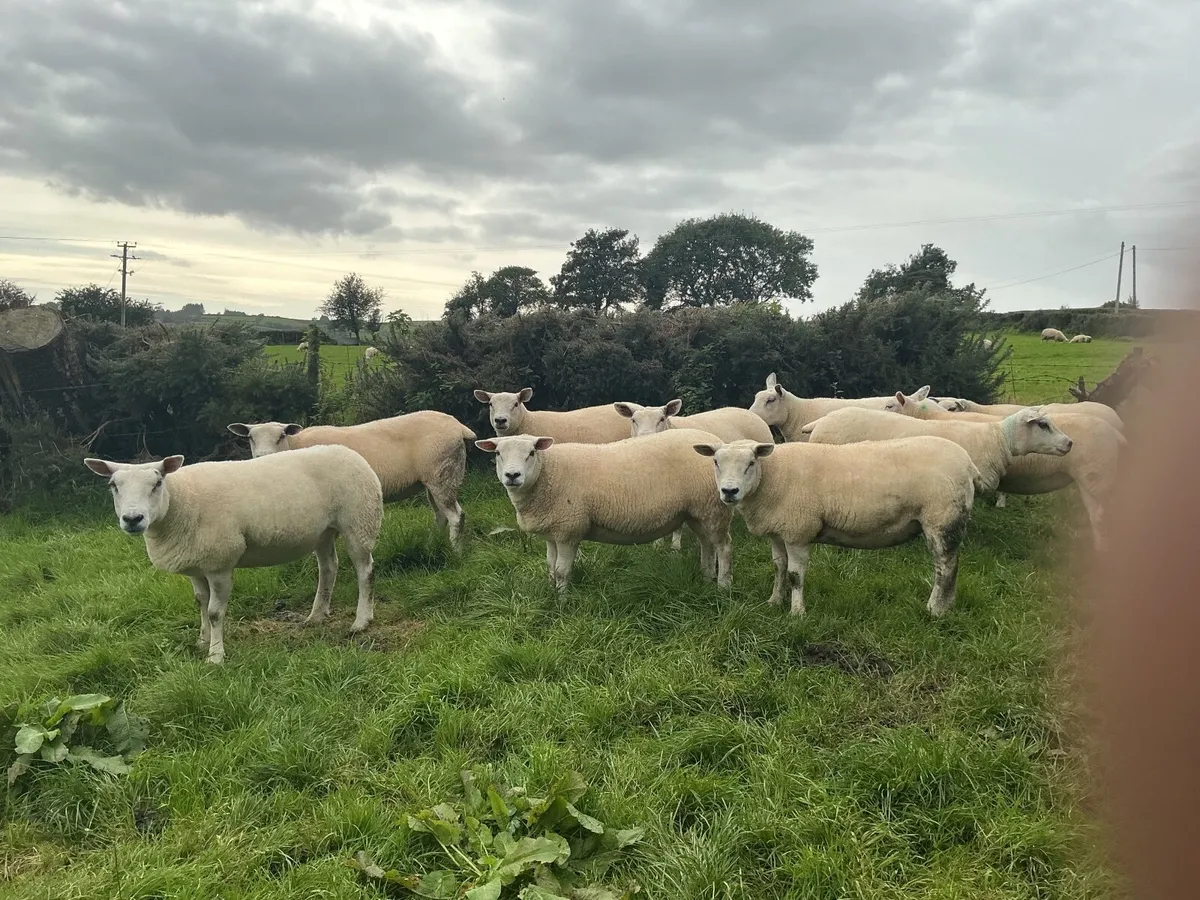 Texel  hoggets - Image 4