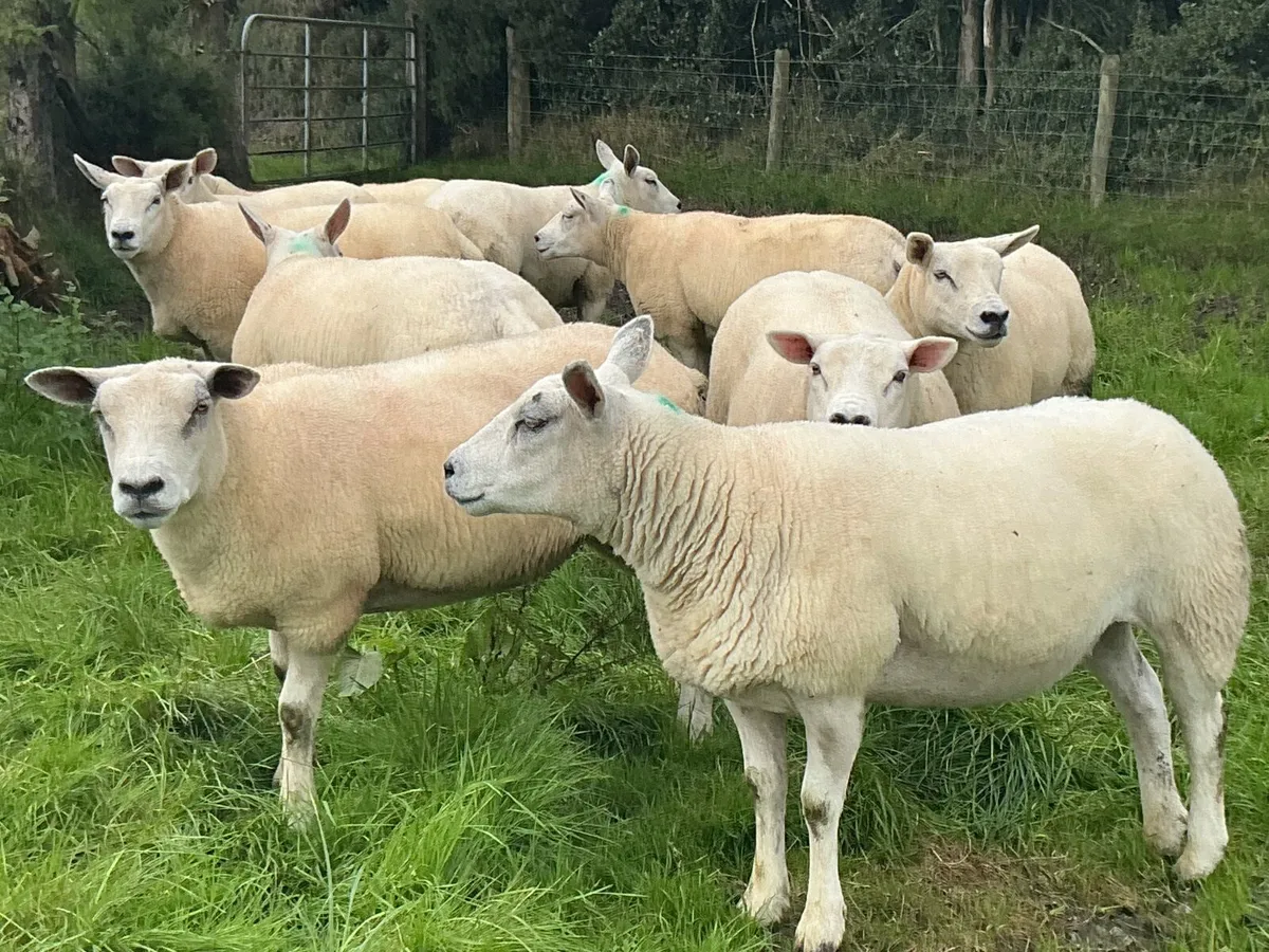 Texel  hoggets - Image 1