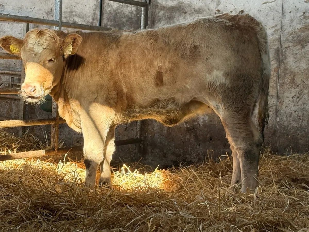 2 smashing charlois heifers - Image 2
