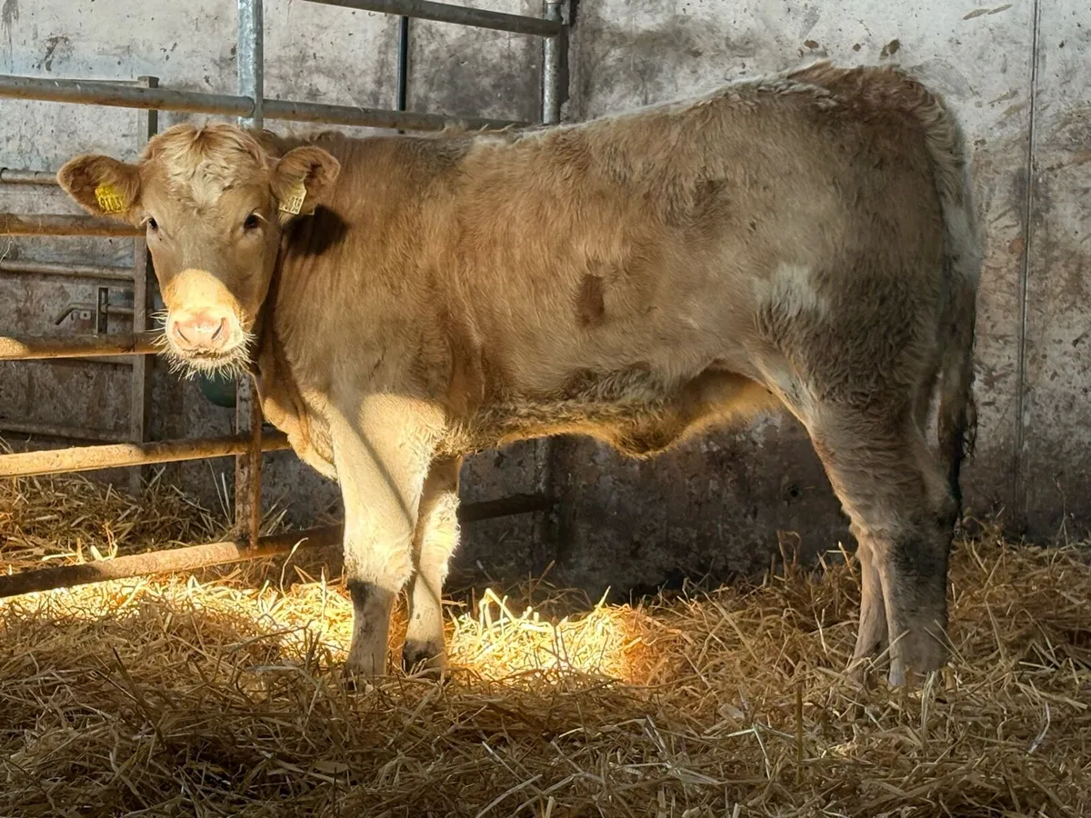 2 smashing charlois heifers - Image 3