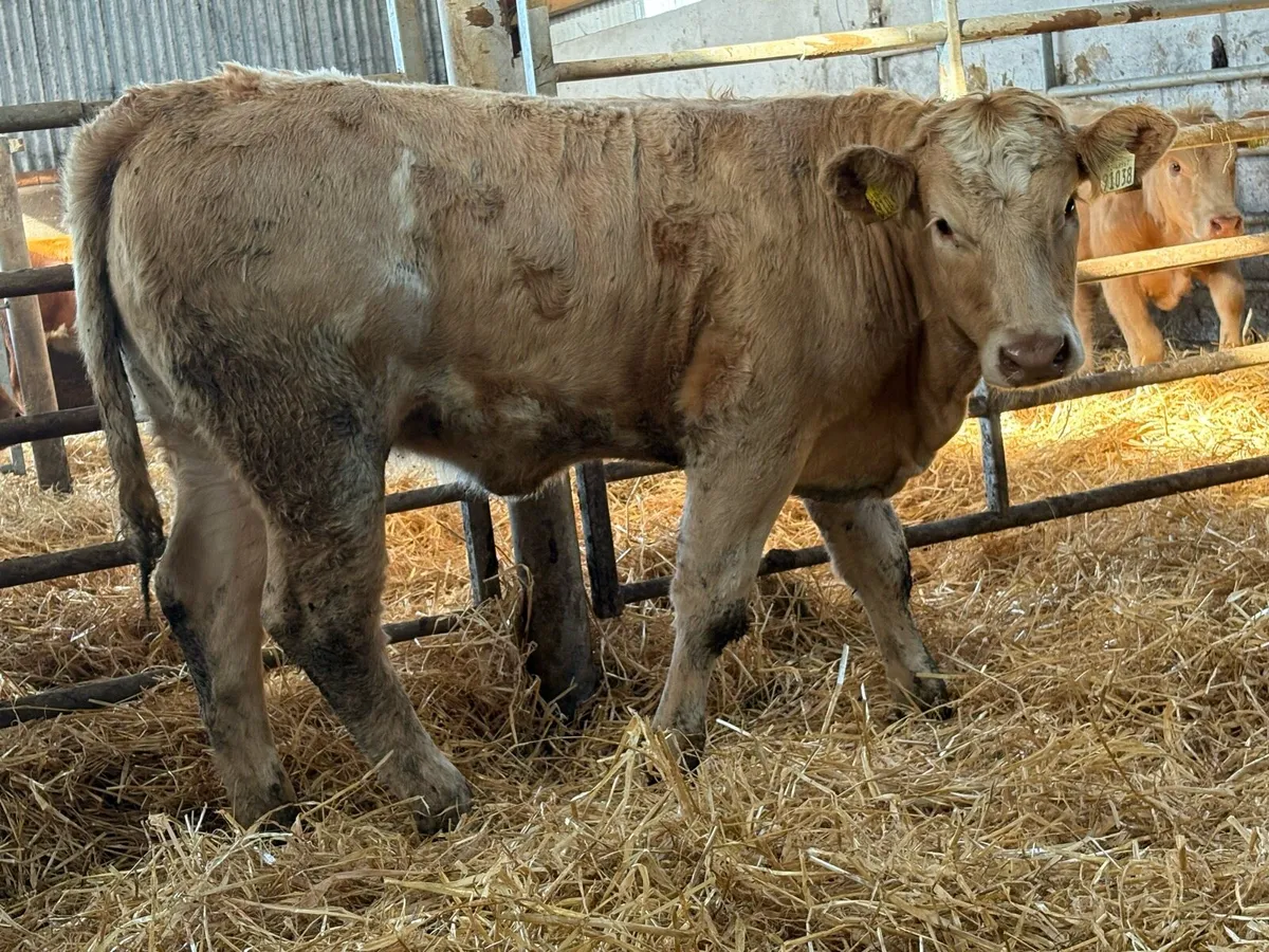 2 smashing charlois heifers - Image 4