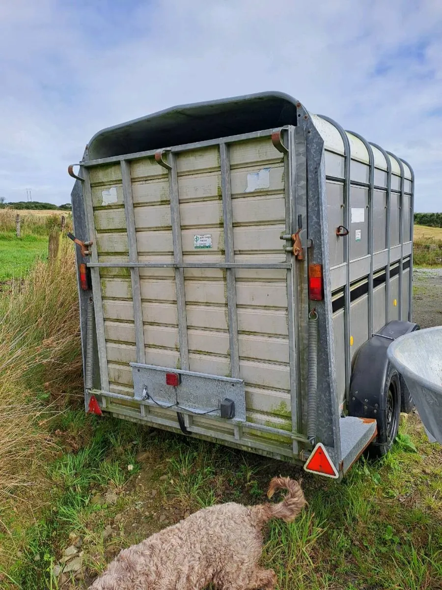 Cow box - Image 4