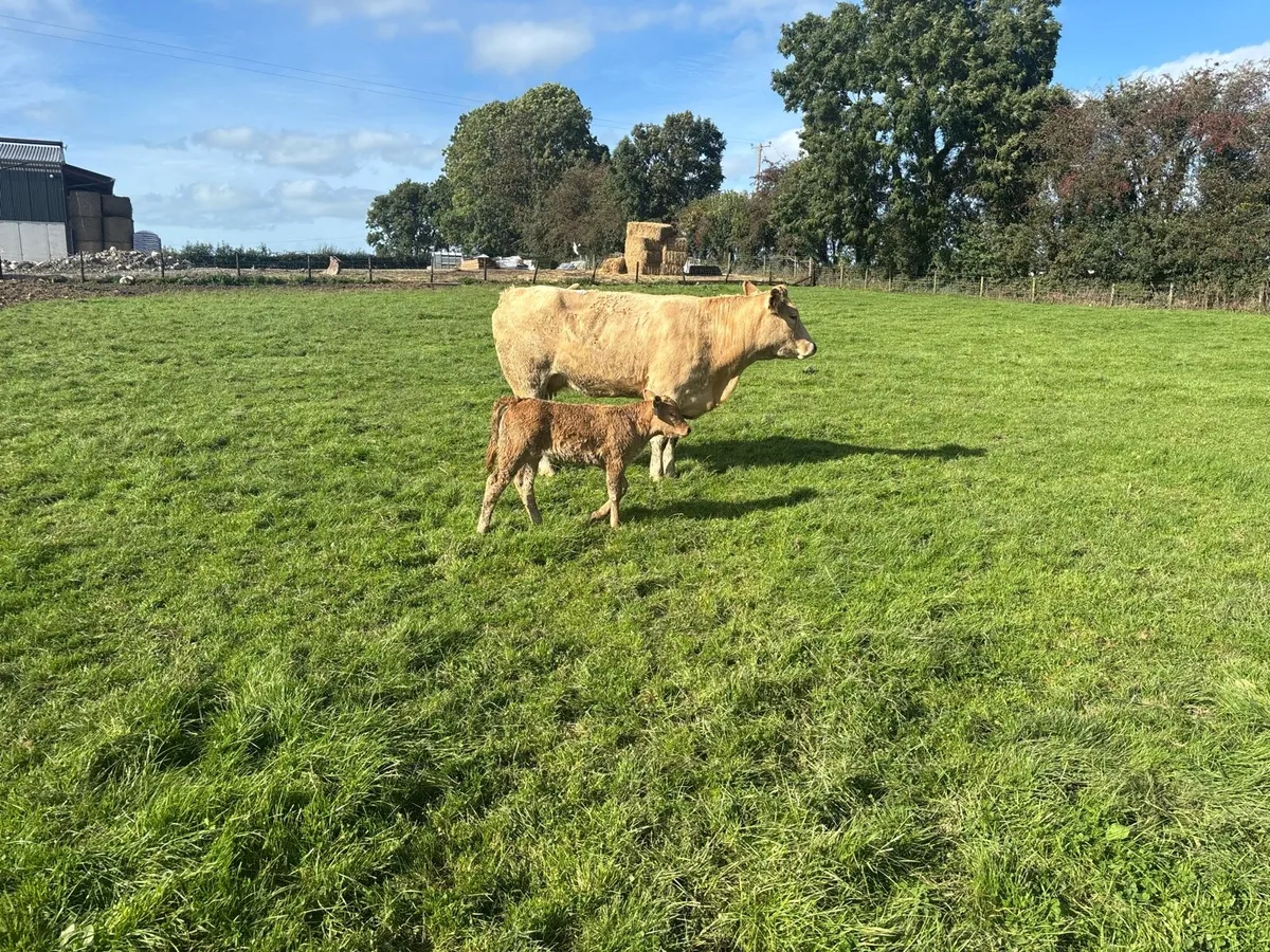 2 super charlaois cows and calf’s - Image 2