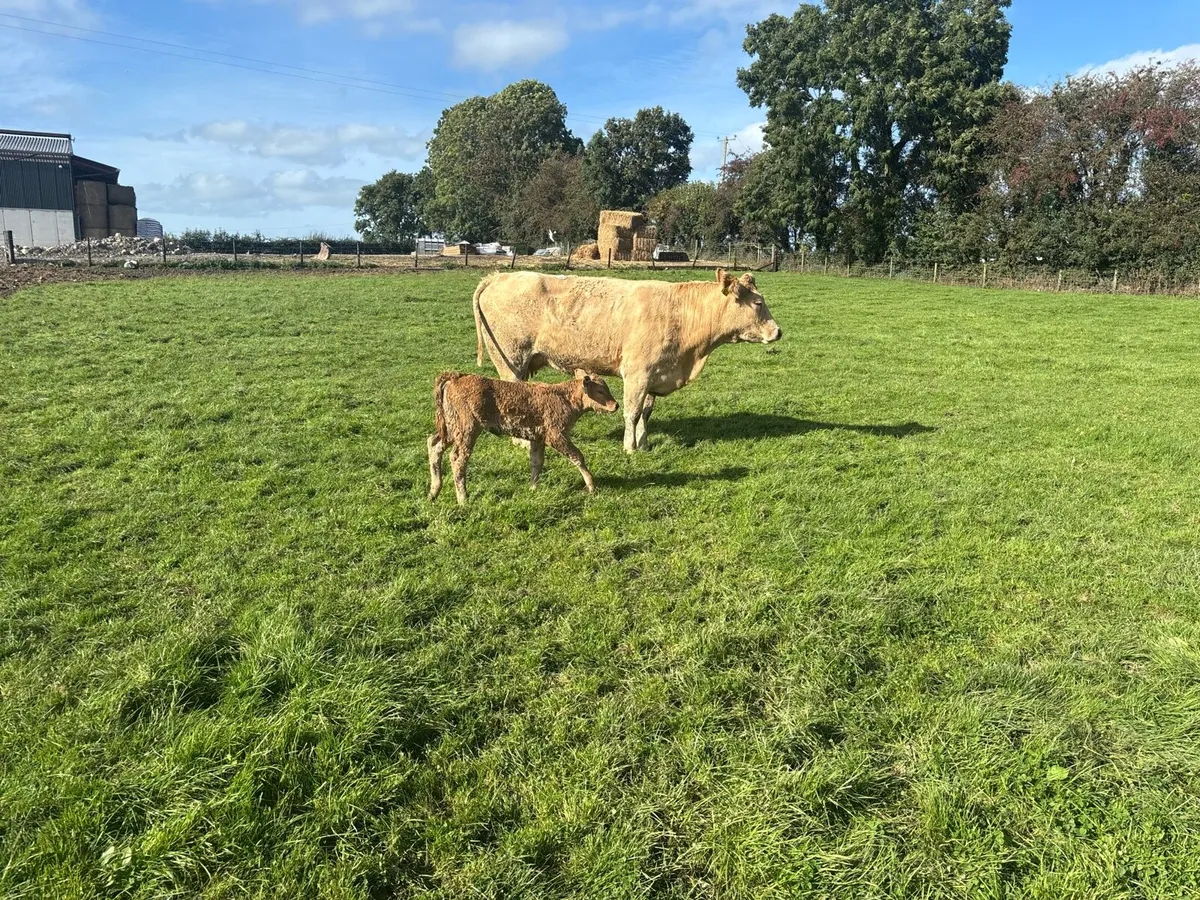 2 super charlaois cows and calf’s - Image 3