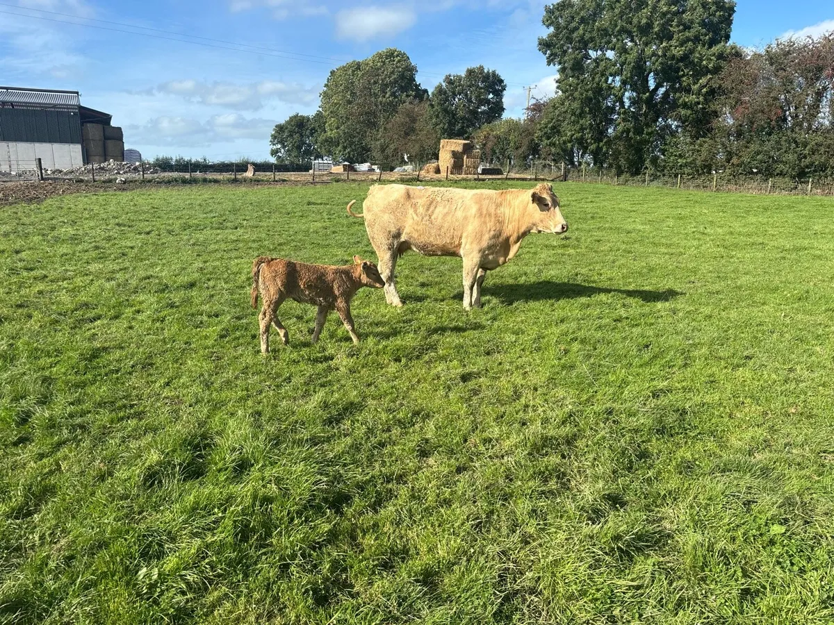 2 super charlaois cows and calf’s - Image 4