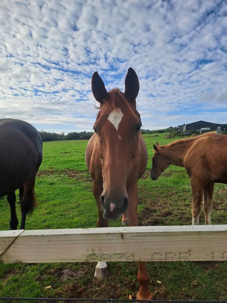Horses - Image 1