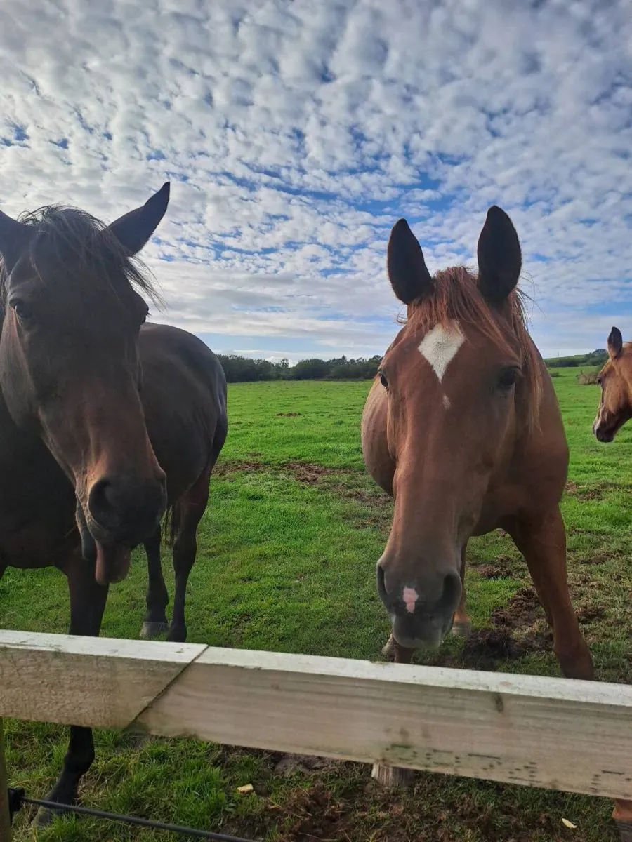 Horses - Image 2