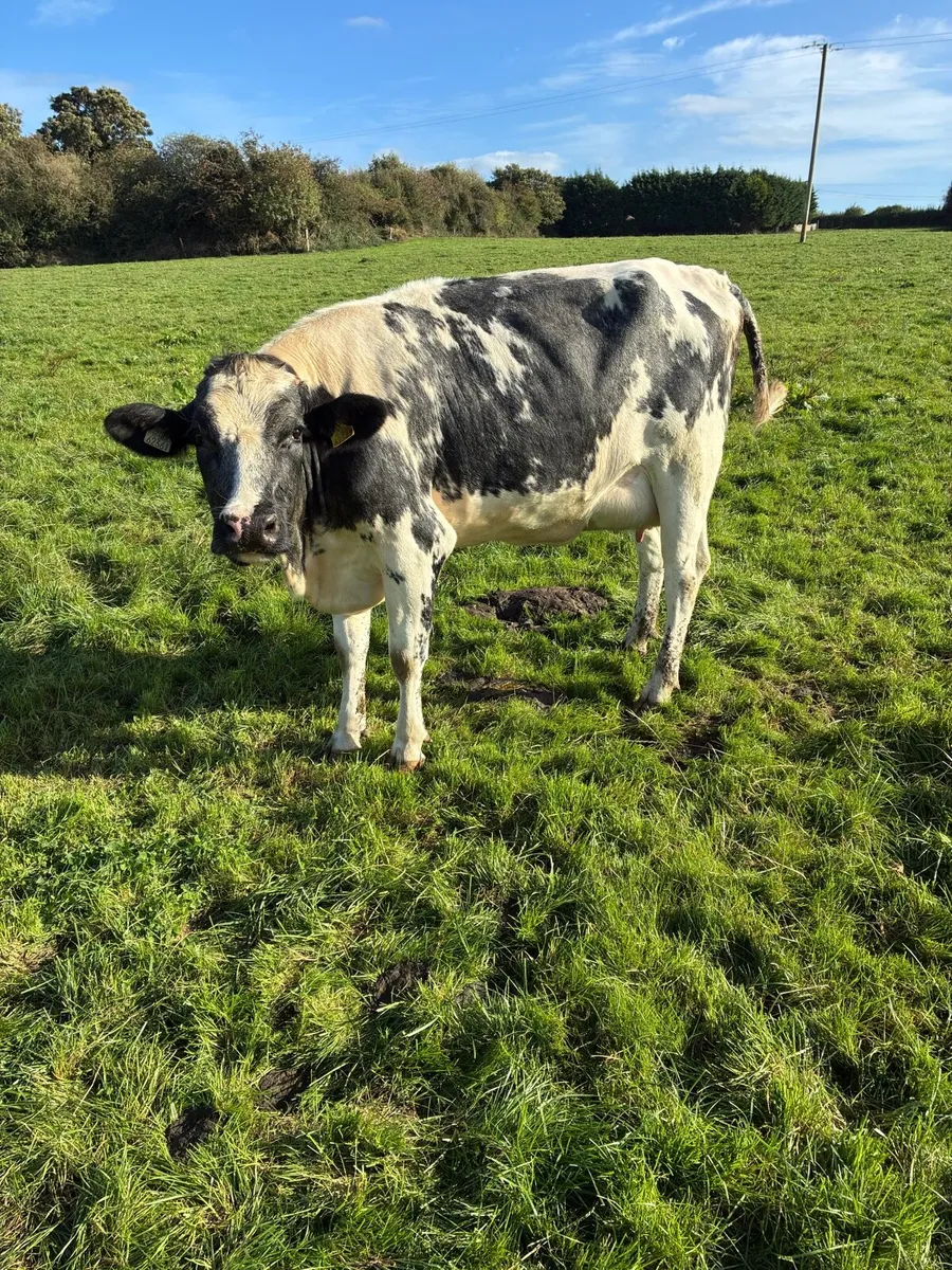 Freshly calved heifer. - Image 1