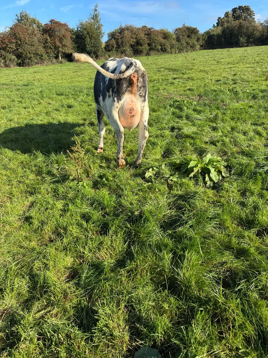 Freshly calved heifer. - Image 2