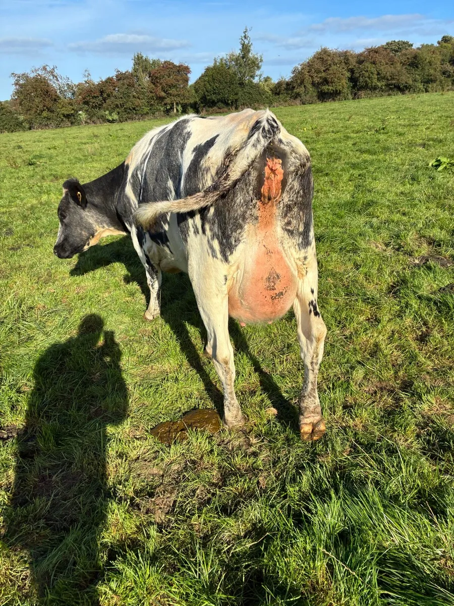 Freshly calved heifer. - Image 3