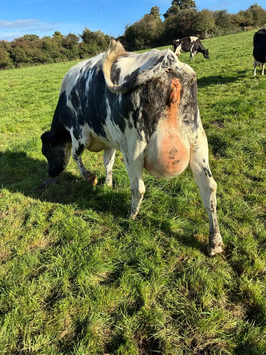 Freshly calved heifer. - Image 4