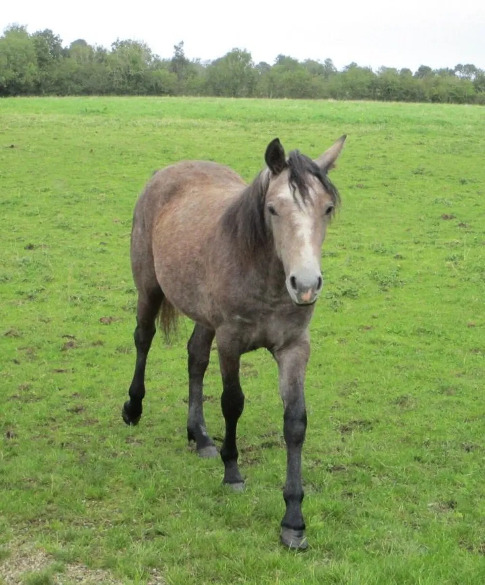 Connemara Pony - Image 2