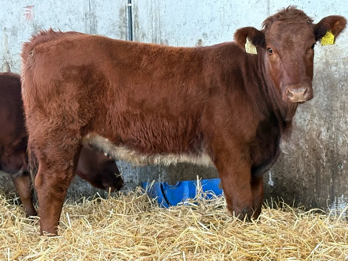 Super roan breeding heifer - Image 2