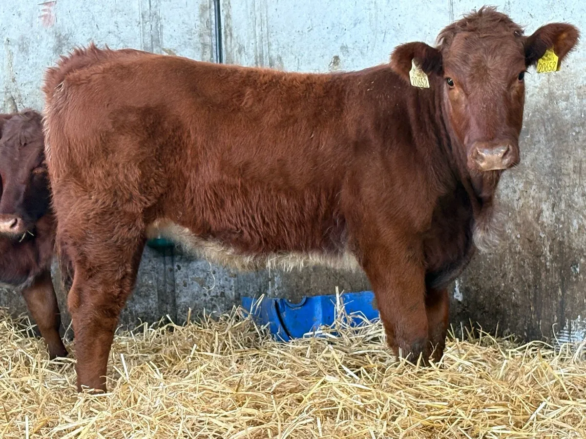 Super roan breeding heifer - Image 3