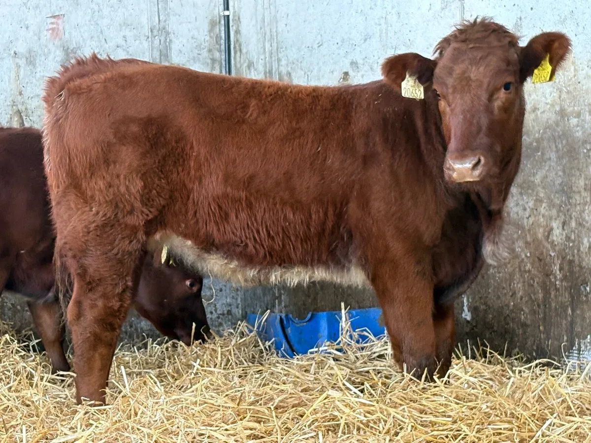Super roan breeding heifer - Image 4