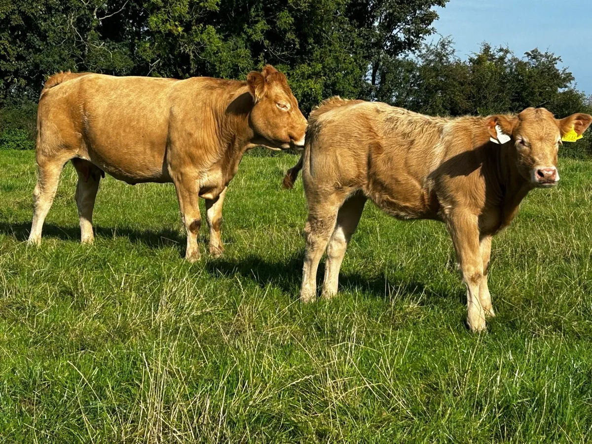 Super Limousin Cow & U Grade Charolais Heifer Calf - Image 2