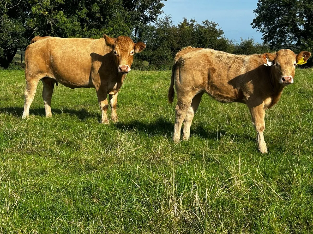 Super Limousin Cow & U Grade Charolais Heifer Calf - Image 3