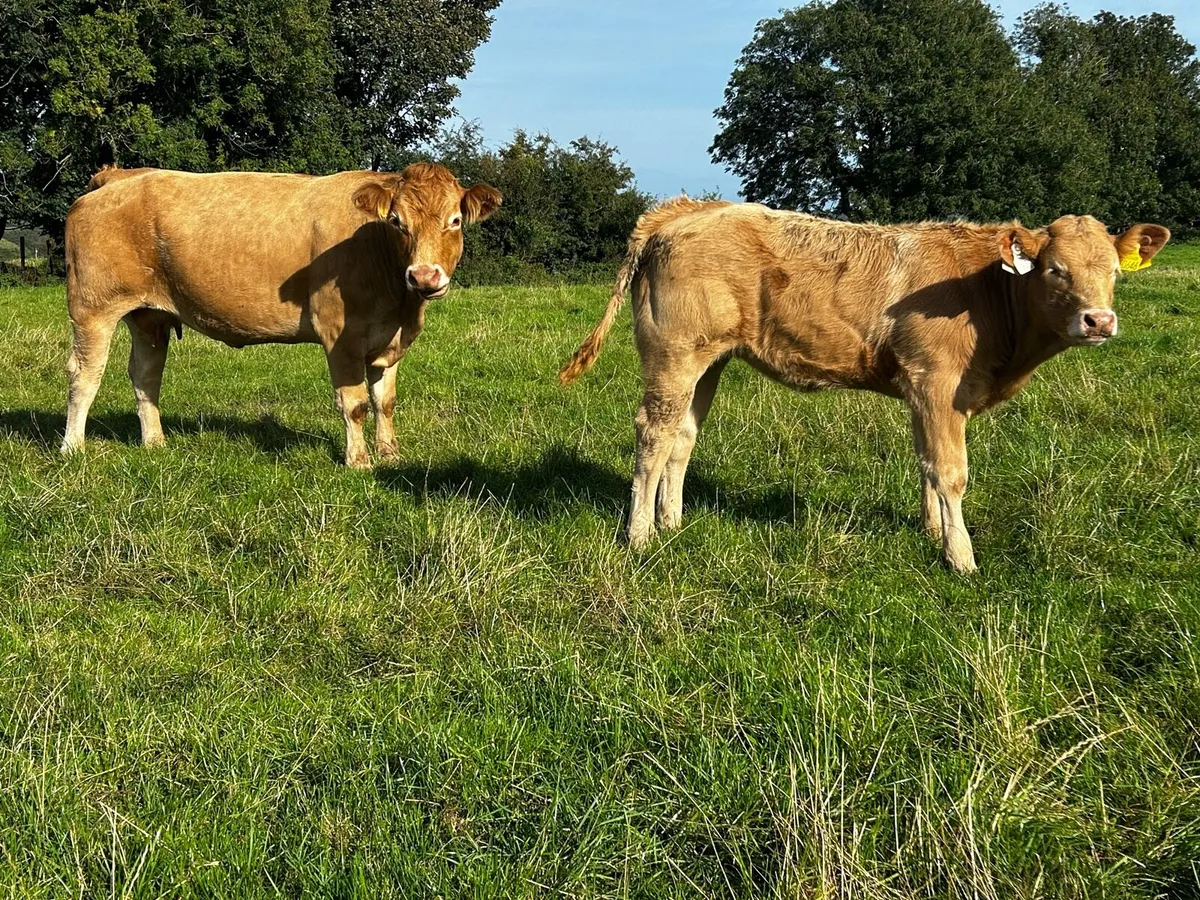 Super Limousin Cow & U Grade Charolais Heifer Calf - Image 4