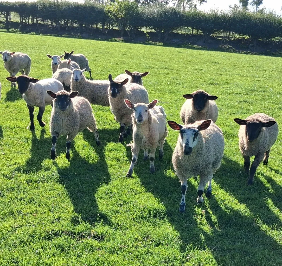 Lambs - Image 1
