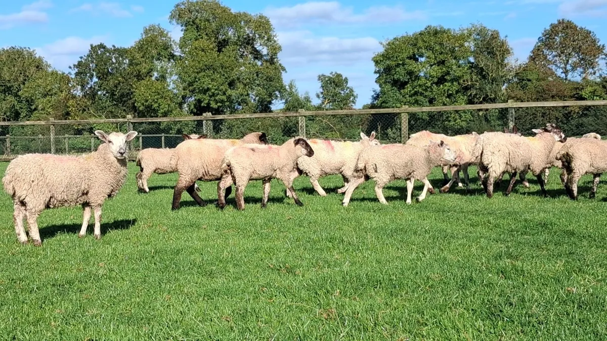 Lambs - Image 2