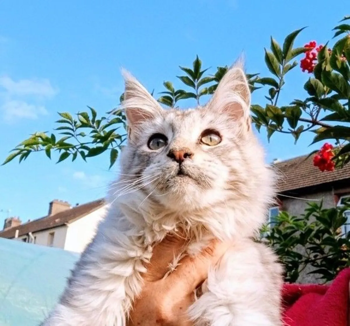 Maine Coon kitten - Image 1