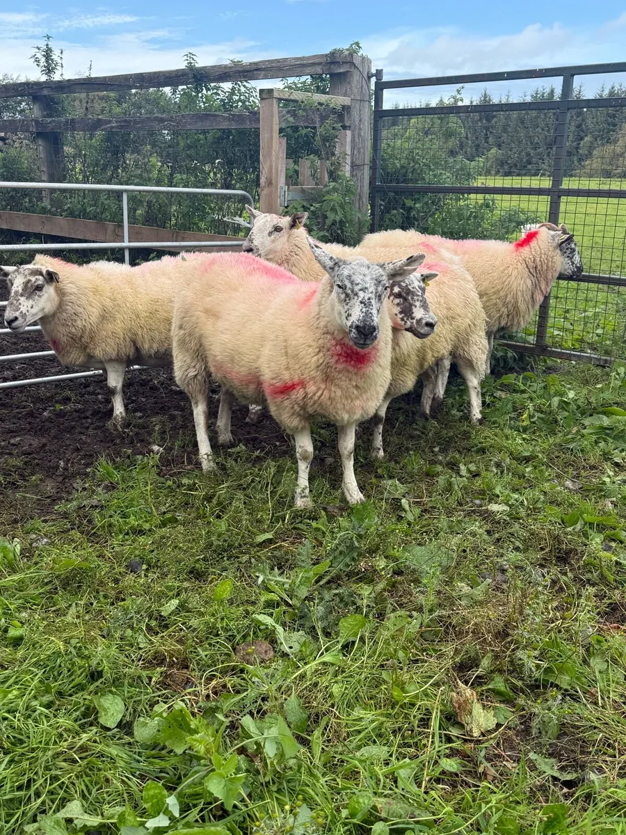 Crossbred Ewe Hoggets - Image 1
