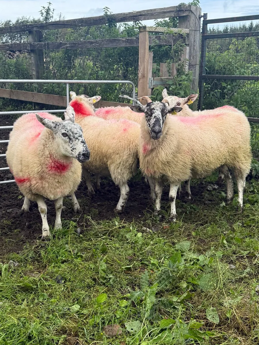Crossbred Ewe Hoggets - Image 3