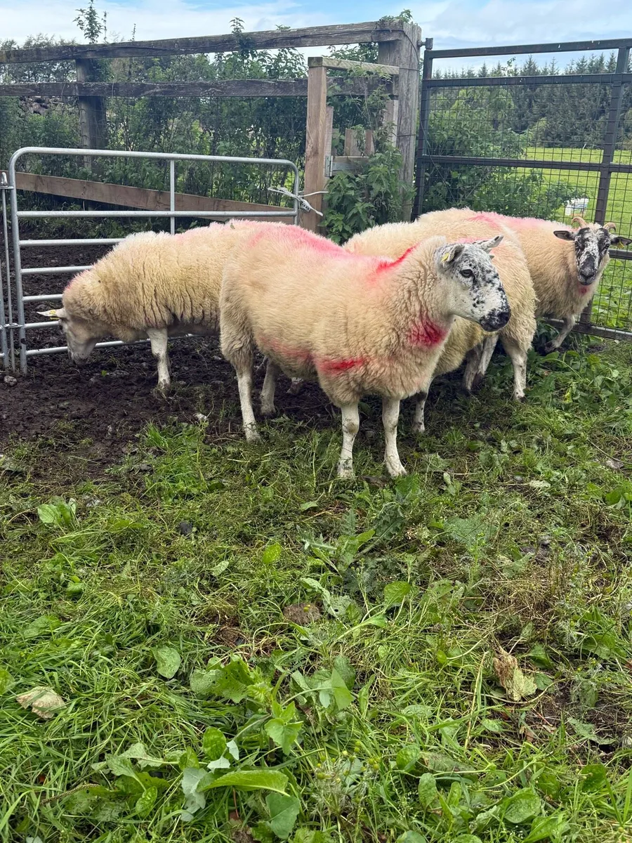Crossbred Ewe Hoggets - Image 2