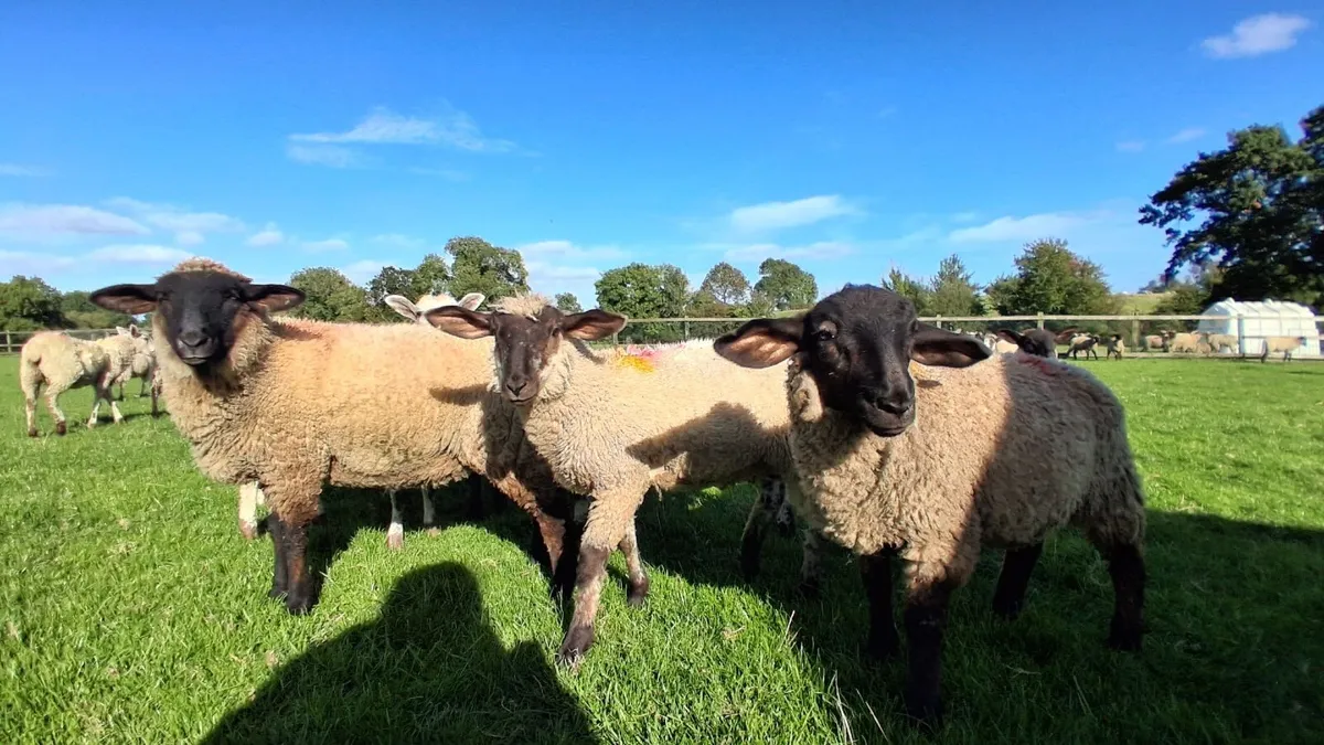 Lambs - Image 3