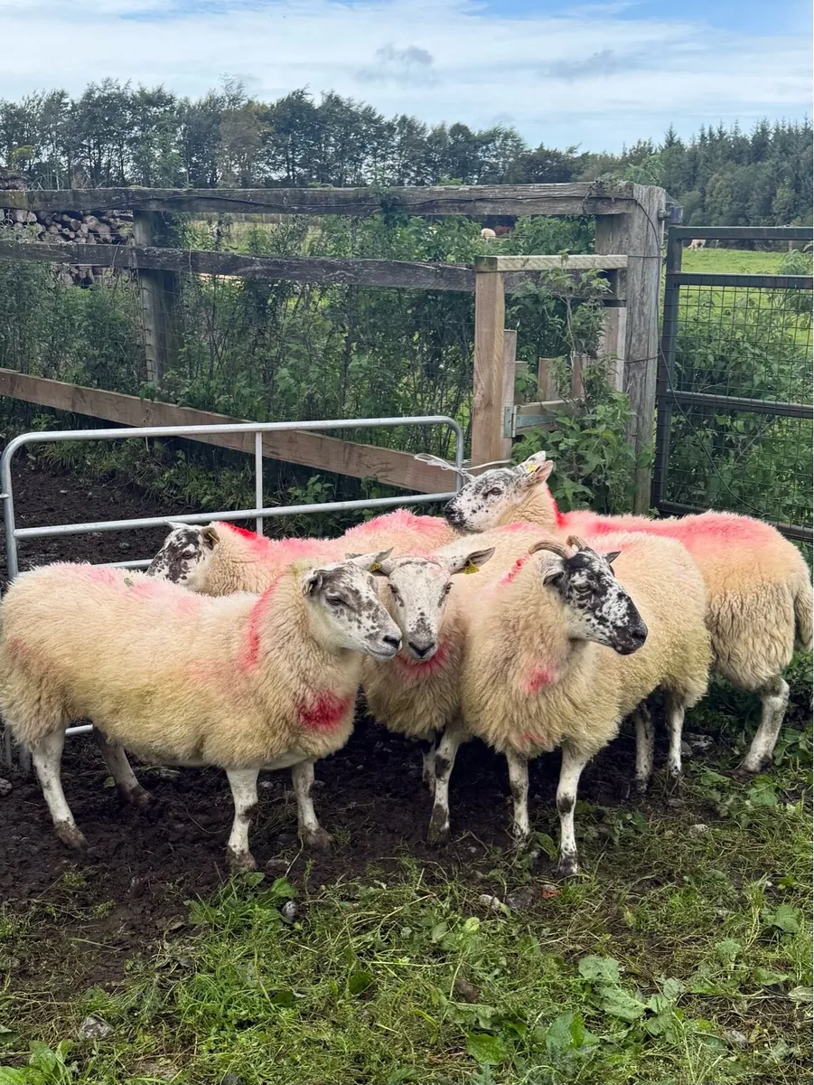 Crossbred Ewe Hoggets - Image 4
