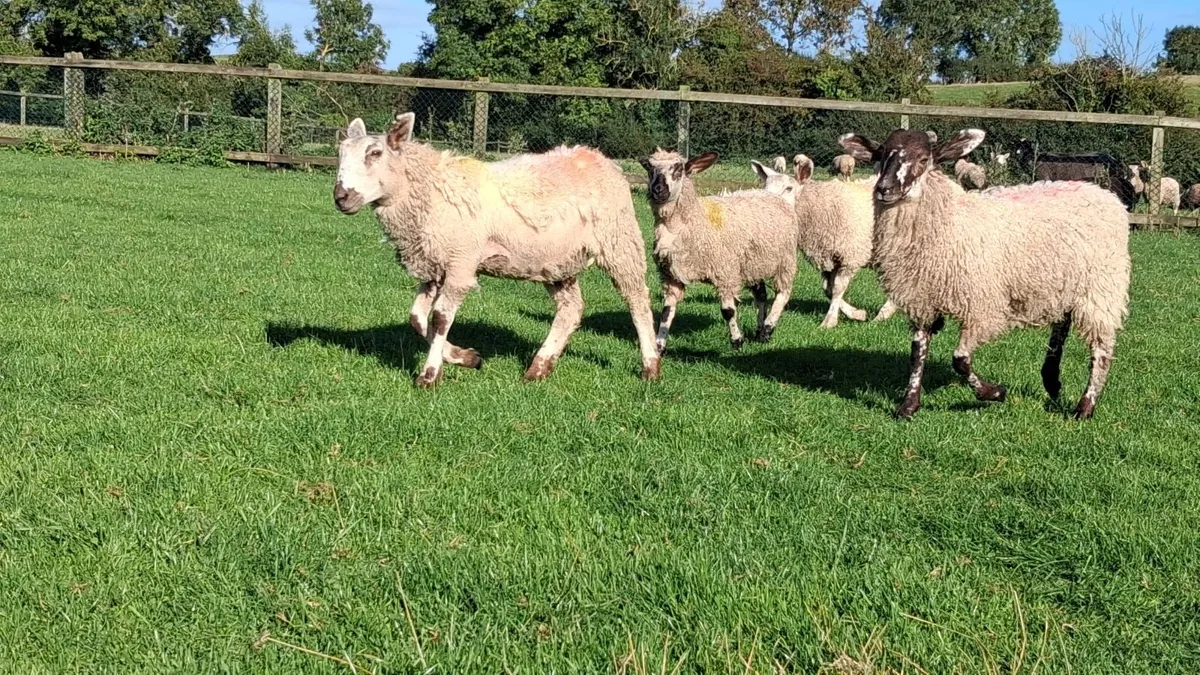 Lambs - Image 4