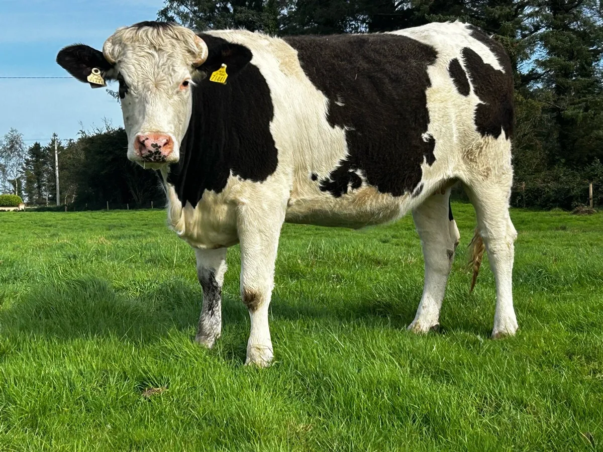 In-Calf Heifer Due 30th Of December To A.i Lim EBY - Image 3