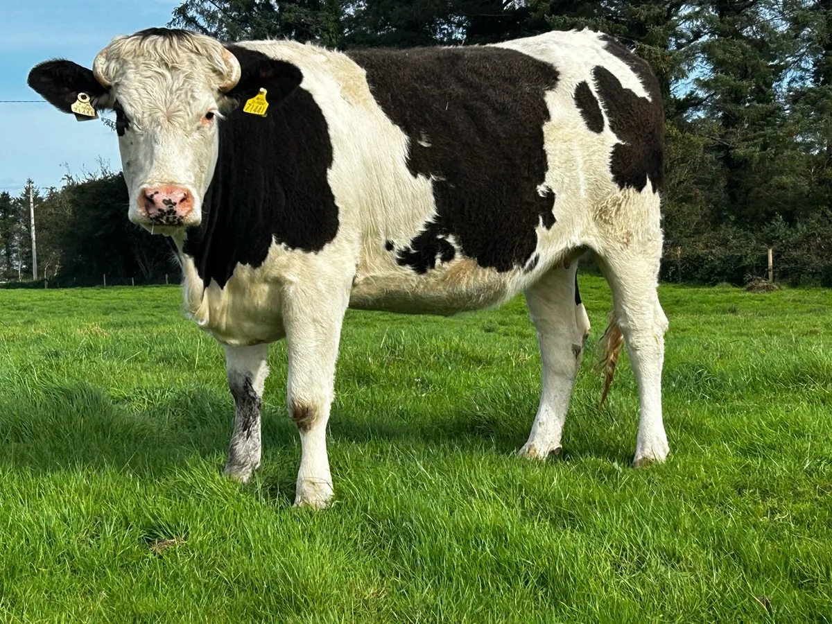 In-Calf Heifer Due 30th Of December To A.i Lim EBY - Image 2